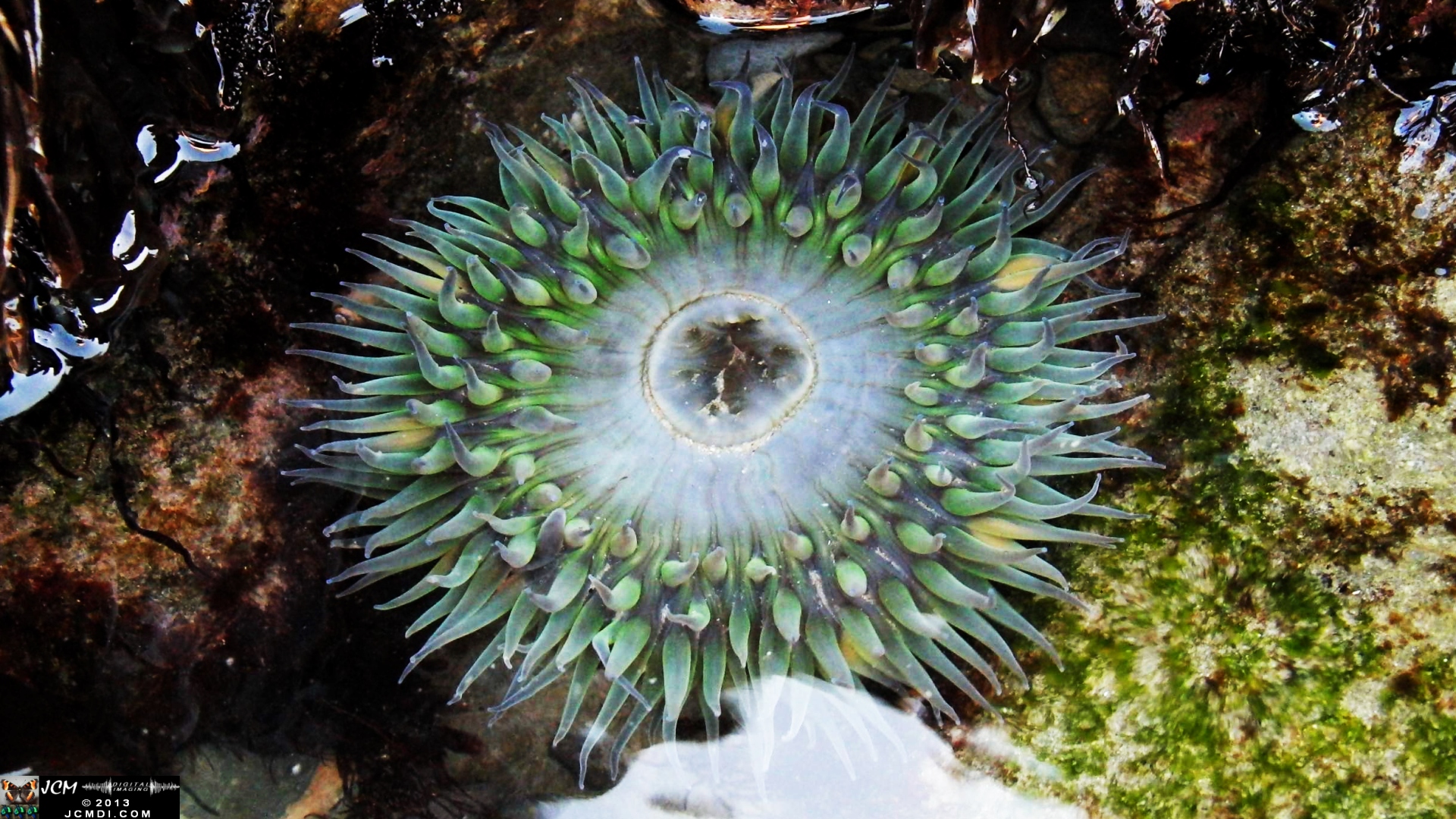 A Sea Anemone at Leo Carillo state beach tide pools